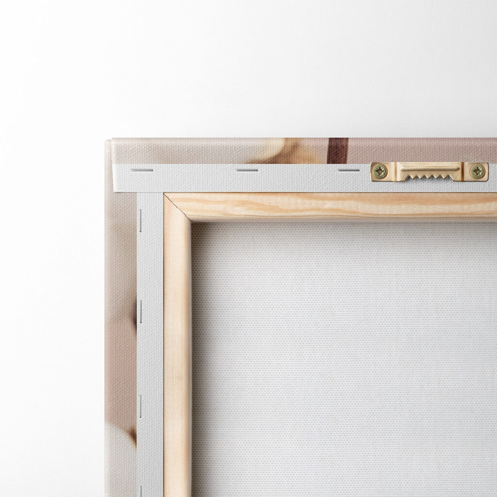 Soft cotton blooms in gentle light Soft cotton blooms in gentle light