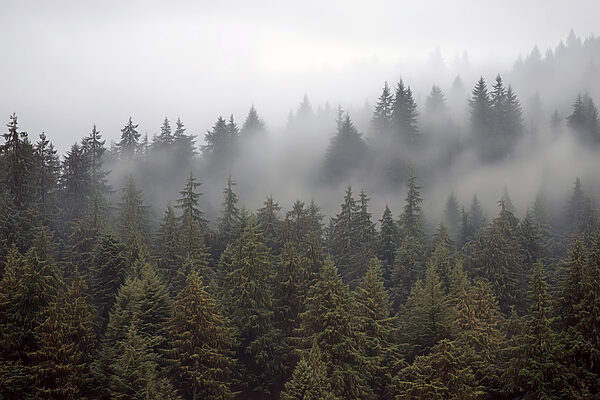 Group of trees with fog Group of trees with fog