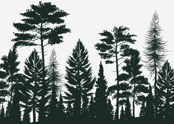 Groep bomen in een bos Groep bomen in een bos