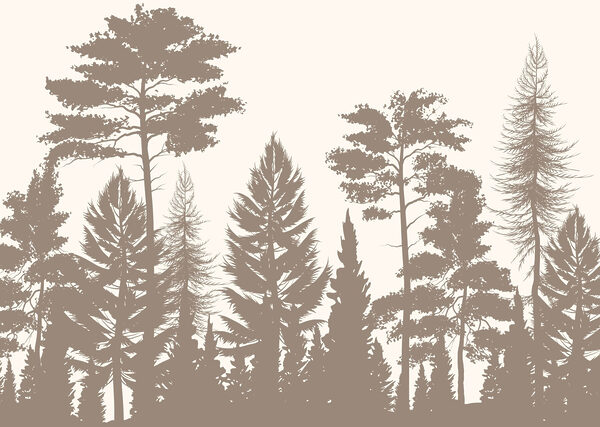 Groep bomen in een bos Groep bomen in een bos