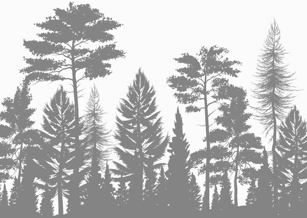 Groep bomen in een bos Groep bomen in een bos