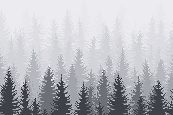 Groep bomen in een bos Groep bomen in een bos