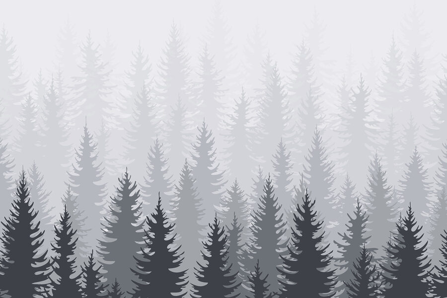 Groep bomen in een bos
