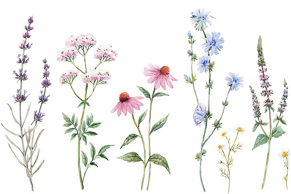 Groep bloemen op witte achtergrond Groep bloemen op witte achtergrond