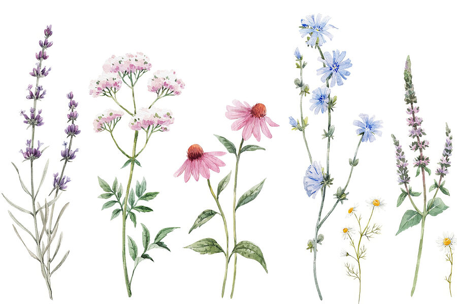 Groep bloemen op witte achtergrond