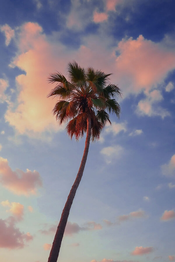 Palmboom met blauwe lucht en wolken Palmboom met blauwe lucht en wolken