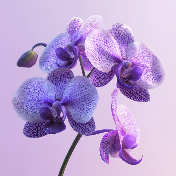 Paarse en witte orchidee bloem Paarse en witte orchidee bloem
