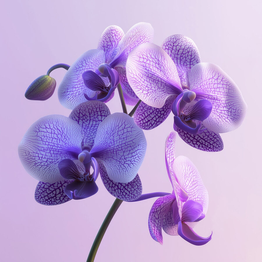 Paarse en witte orchidee bloem