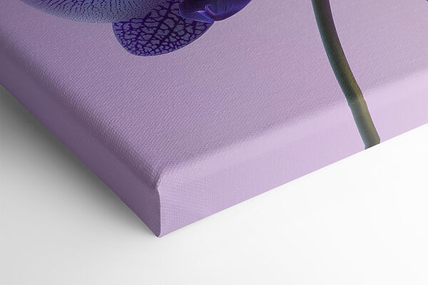 Paarse en witte orchidee bloem Paarse en witte orchidee bloem