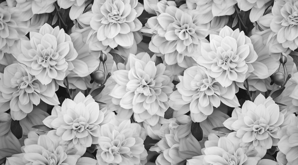 Groep witte bloemen Groep witte bloemen