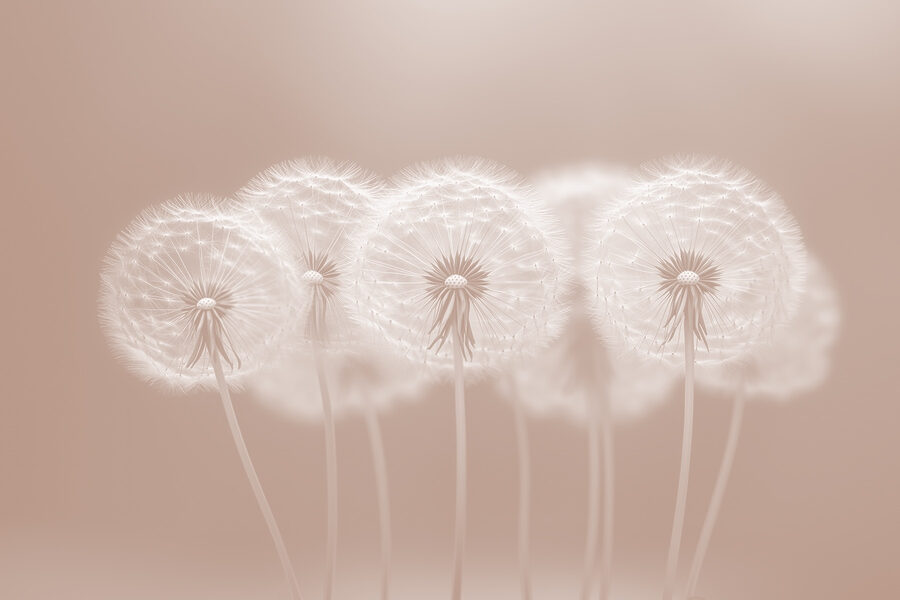 Groep paardenbloemen
