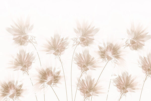 Groep bloemen op witte achtergrond Groep bloemen op witte achtergrond