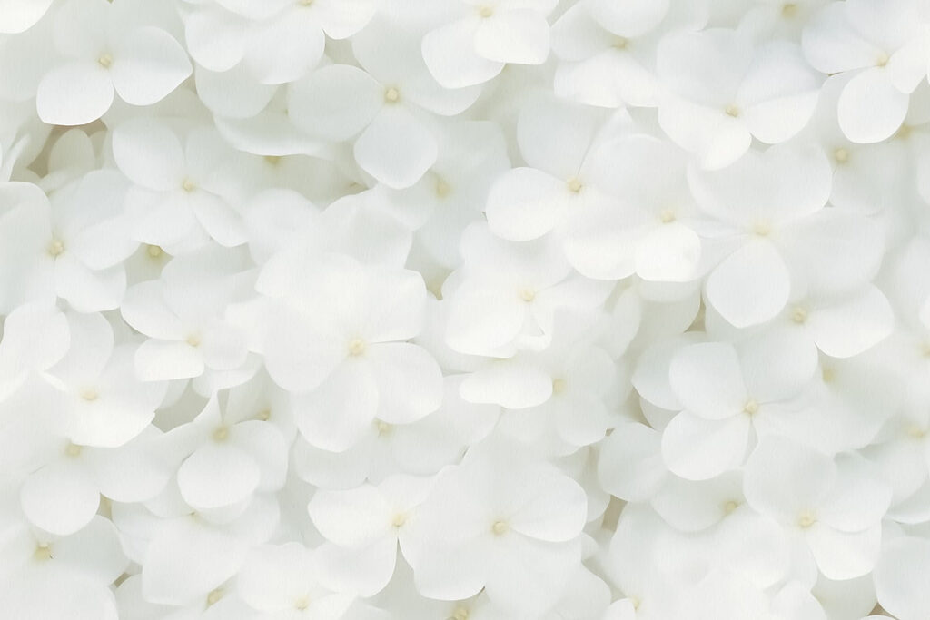 Groep witte bloemen Groep witte bloemen