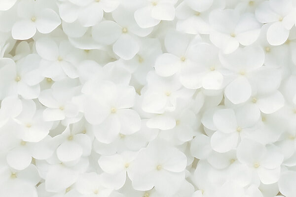 Groep witte bloemen Groep witte bloemen