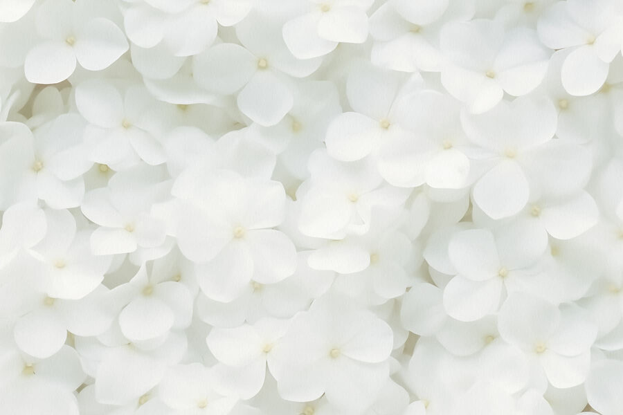 Groep witte bloemen