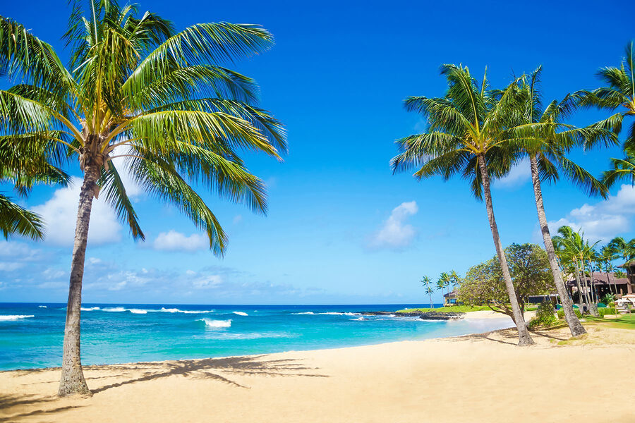 Palmbomen op een strand