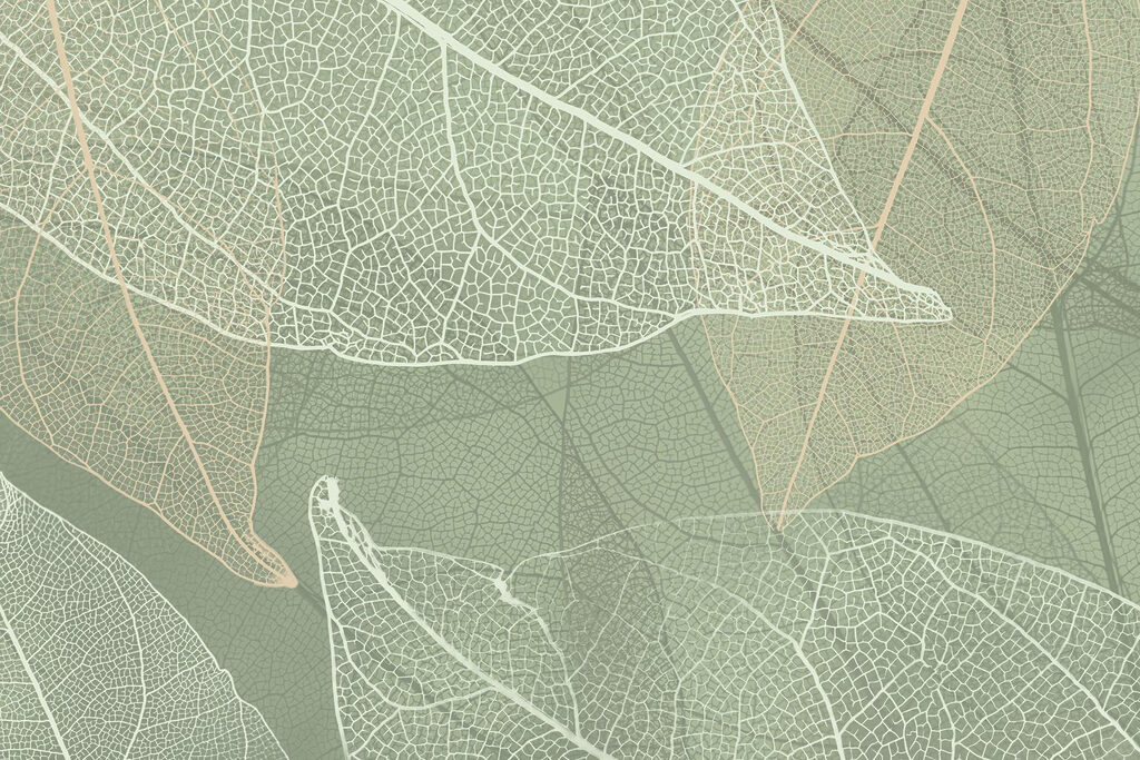 Delicate patronen van het ontwerp van de natuur’s Delicate patronen van het ontwerp van de natuur’s