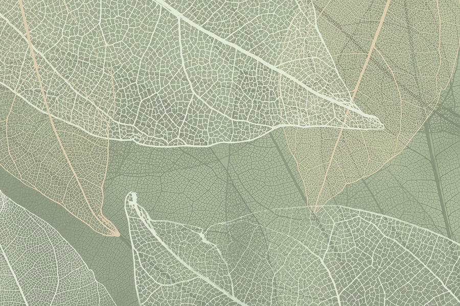Delicate patronen van het ontwerp van de natuur’s Delicate patronen van het ontwerp van de natuur’s