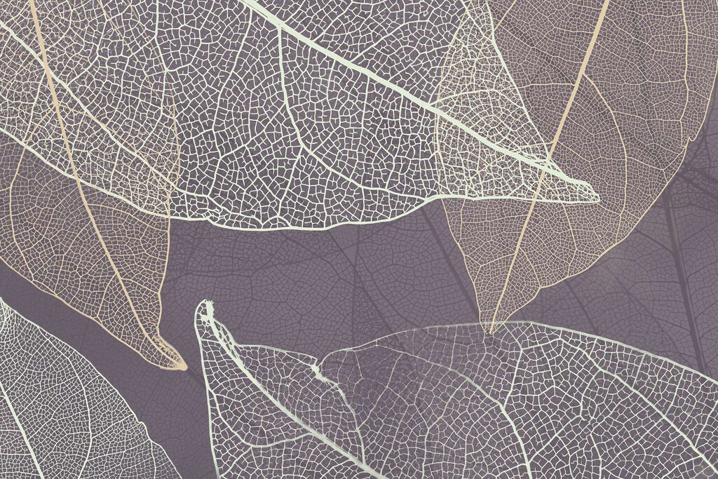 De natuur’s delicate bladpatronen onthuld. De natuur’s delicate bladpatronen onthuld.