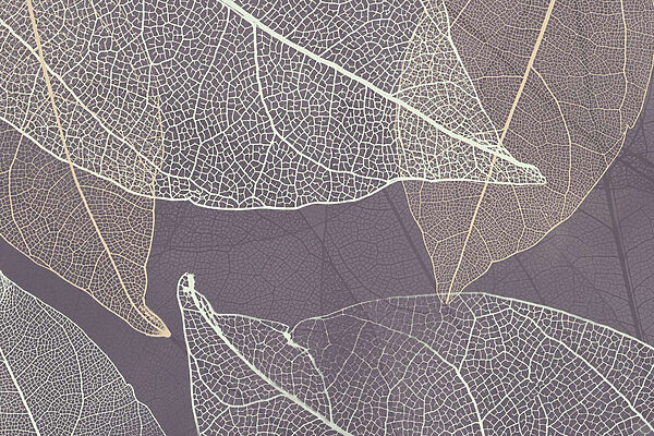 De natuur’s delicate bladpatronen onthuld. De natuur’s delicate bladpatronen onthuld.
