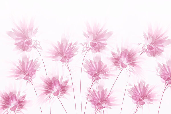 Groep roze bloemen w02561p 600x400 - Groep roze bloemen