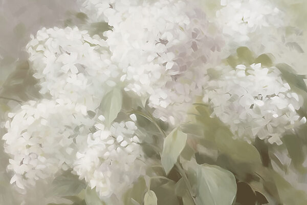 Delicate witte bloemen in zacht licht Delicate witte bloemen in zacht licht