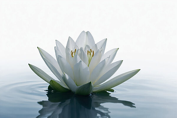 Witte bloem in water Witte bloem in water