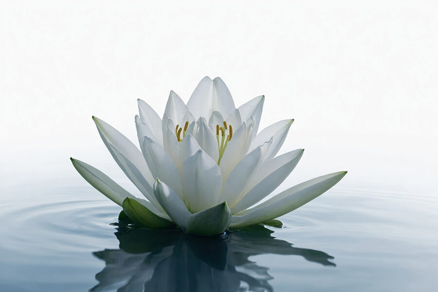 Witte bloem in water