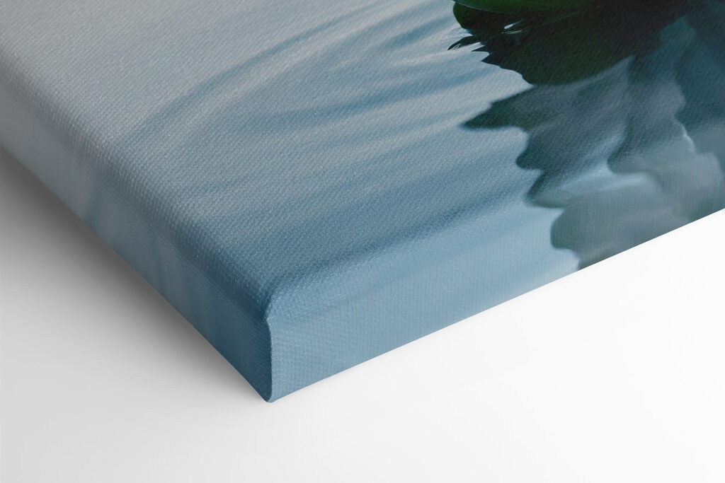 White flower in water