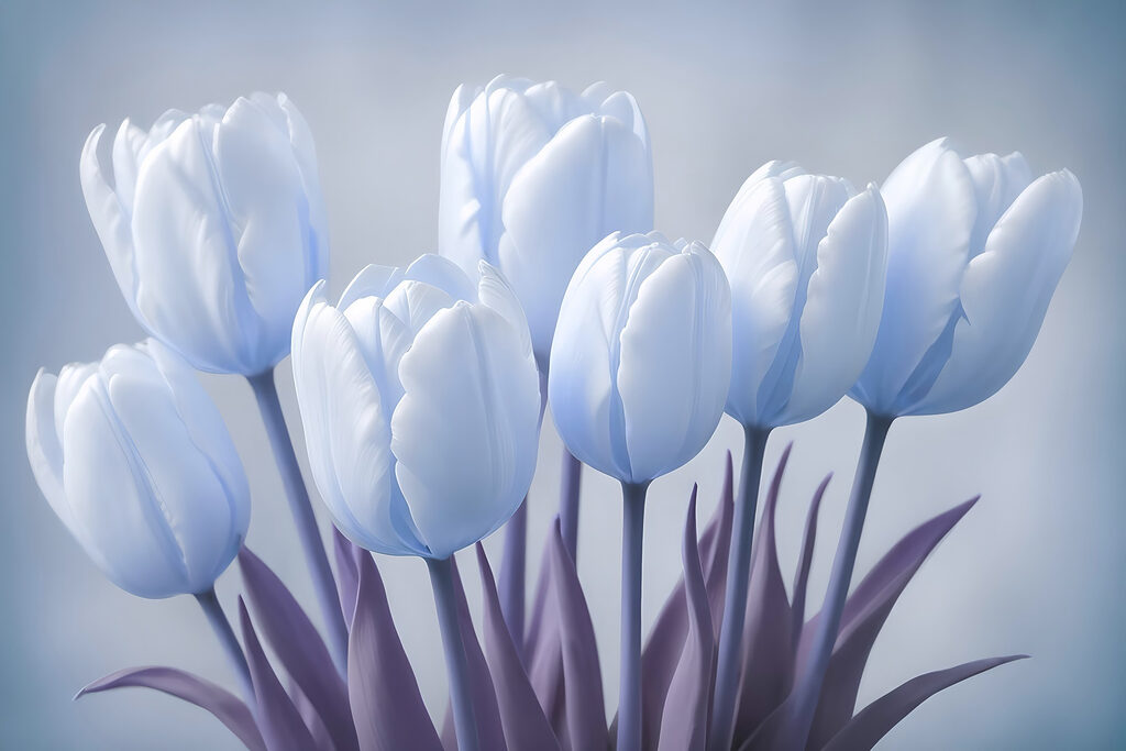Groep witte tulpen Groep witte tulpen