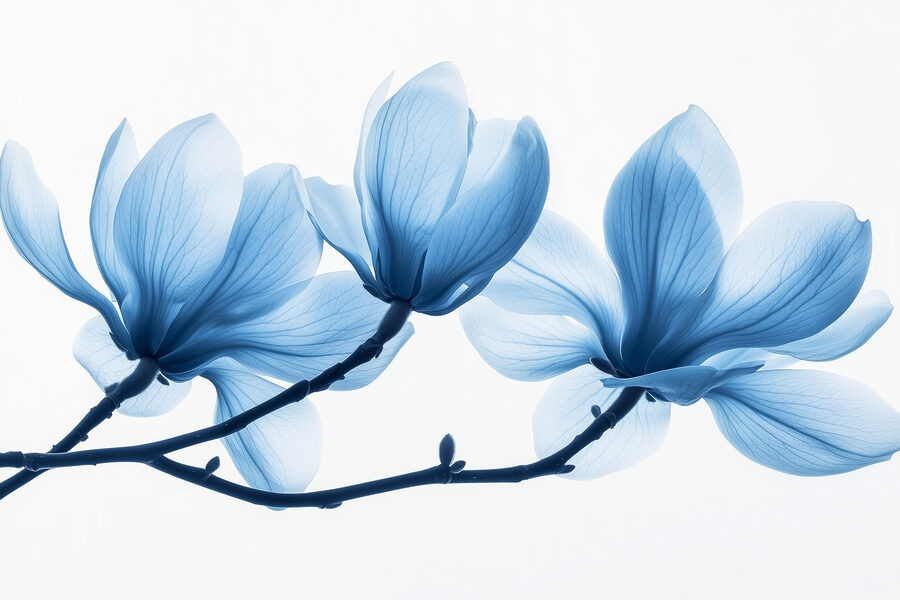 Delicate blauwe bloemblaadjes in zachte bloei