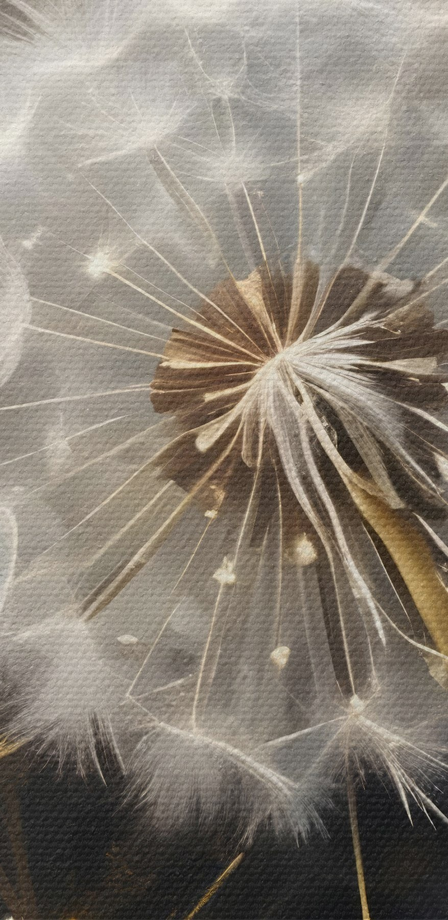 Delicate paardenbloemen in zacht licht