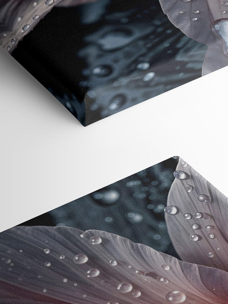 Delicate petals adorned with raindrops