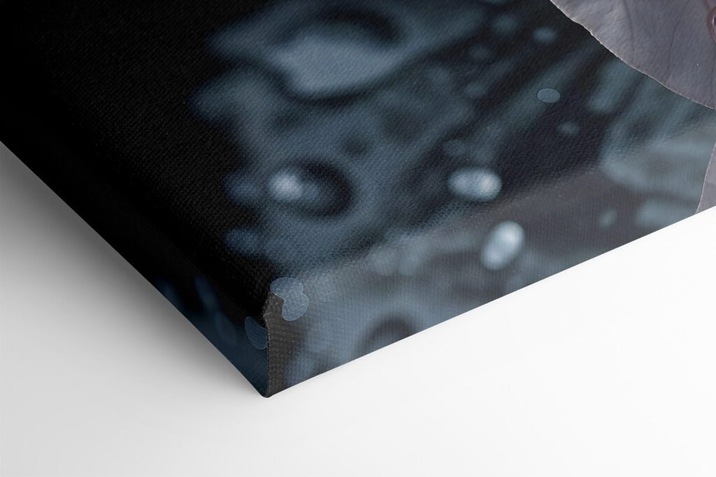 Delicate petals adorned with raindrops