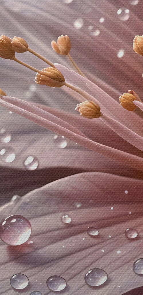 Delicate petals adorned with raindrops