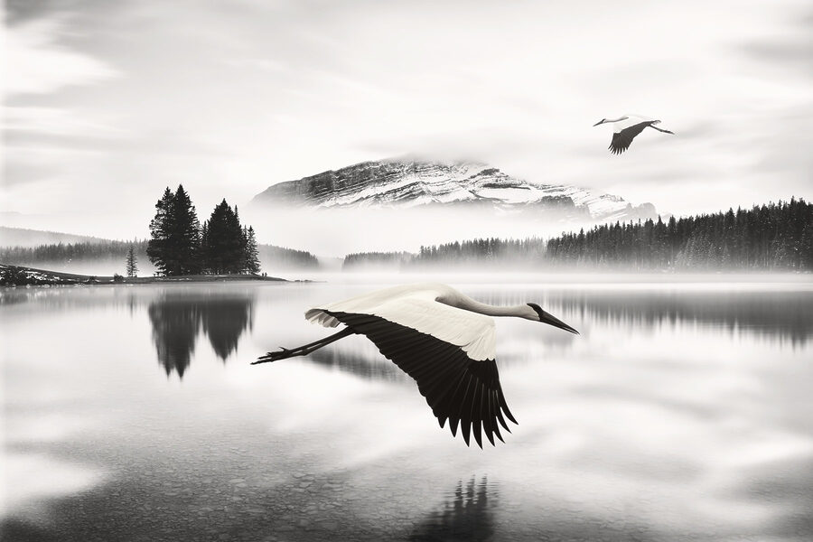 Vogel vliegt over water