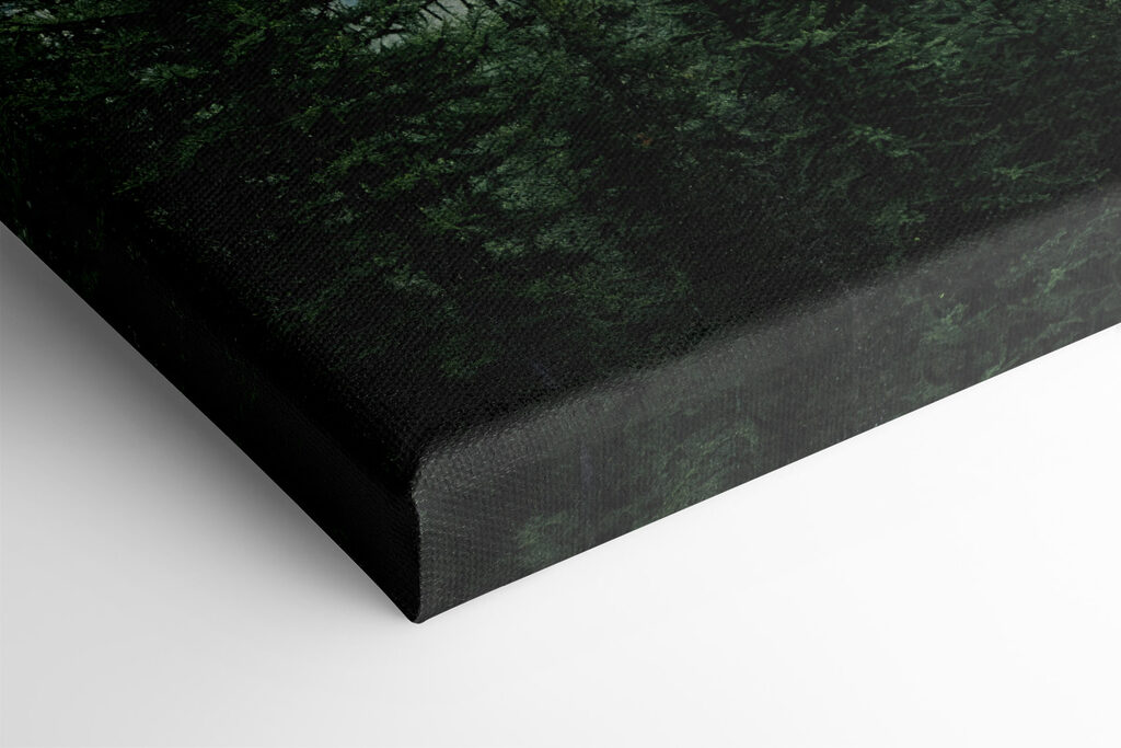 Forest with fog and clouds