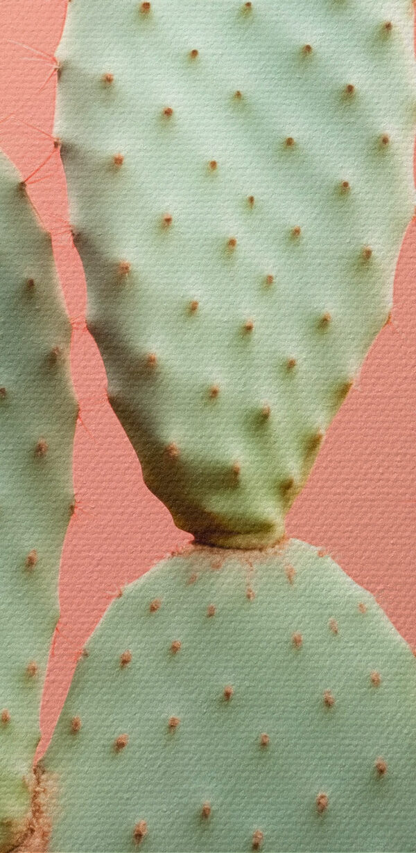 Cactus met rode stekels Cactus met rode stekels