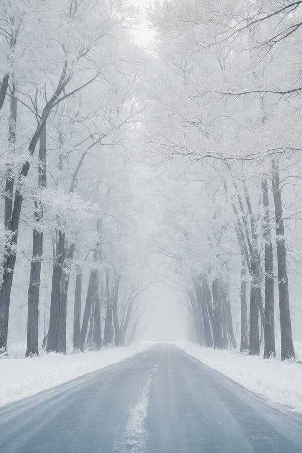 Weg met besneeuwde bomen Weg met besneeuwde bomen