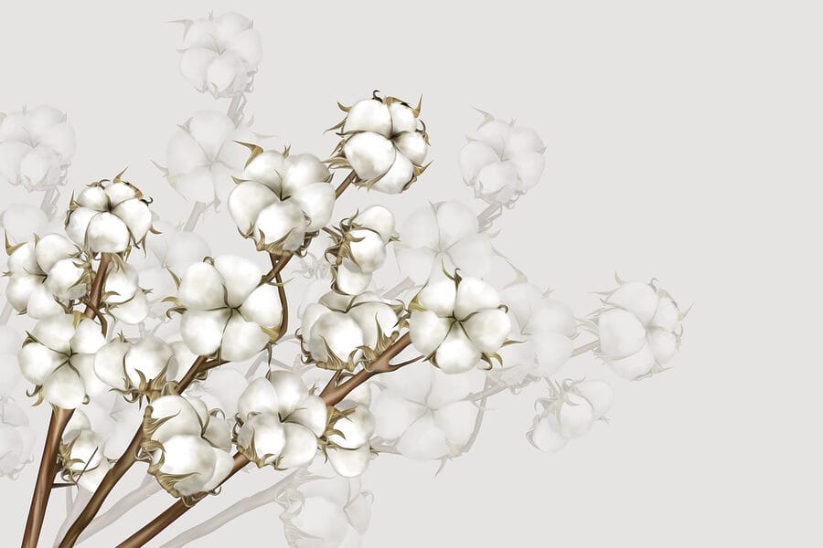 Plant met witte bloemen