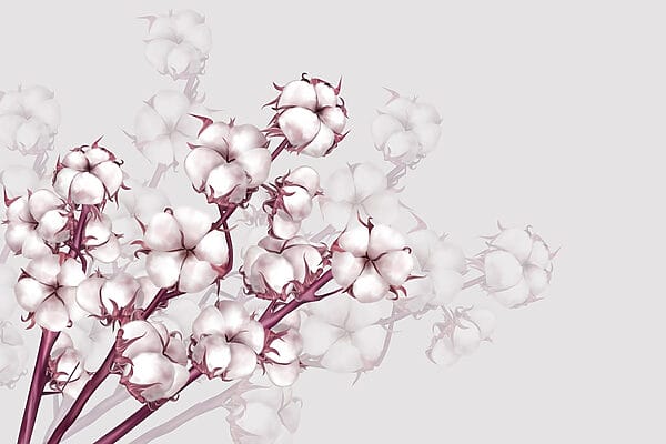 Plant met witte bloemen Plant met witte bloemen