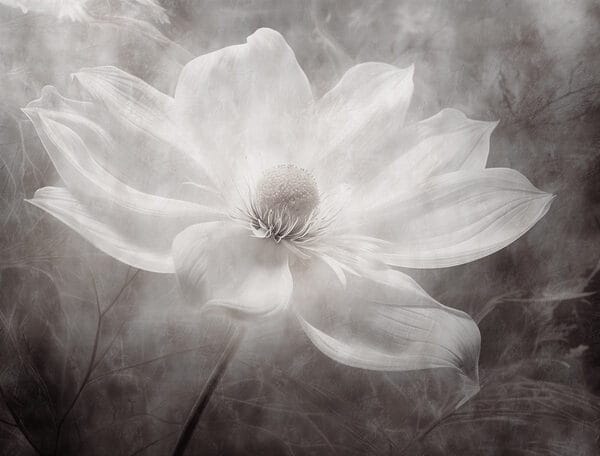 Witte bloem met zwart hart Witte bloem met zwart hart