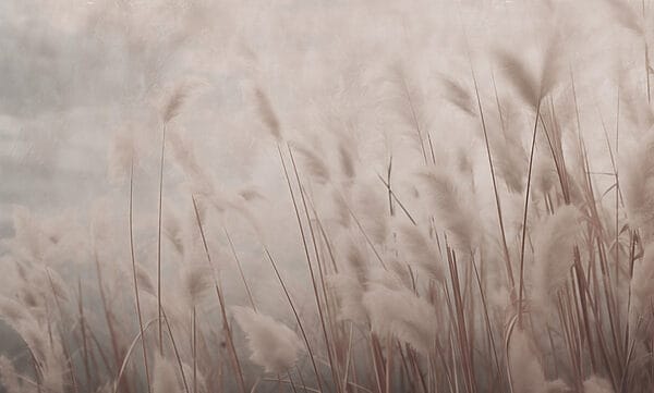 Zacht gefluister van wuivend gras Zacht gefluister van wuivend gras