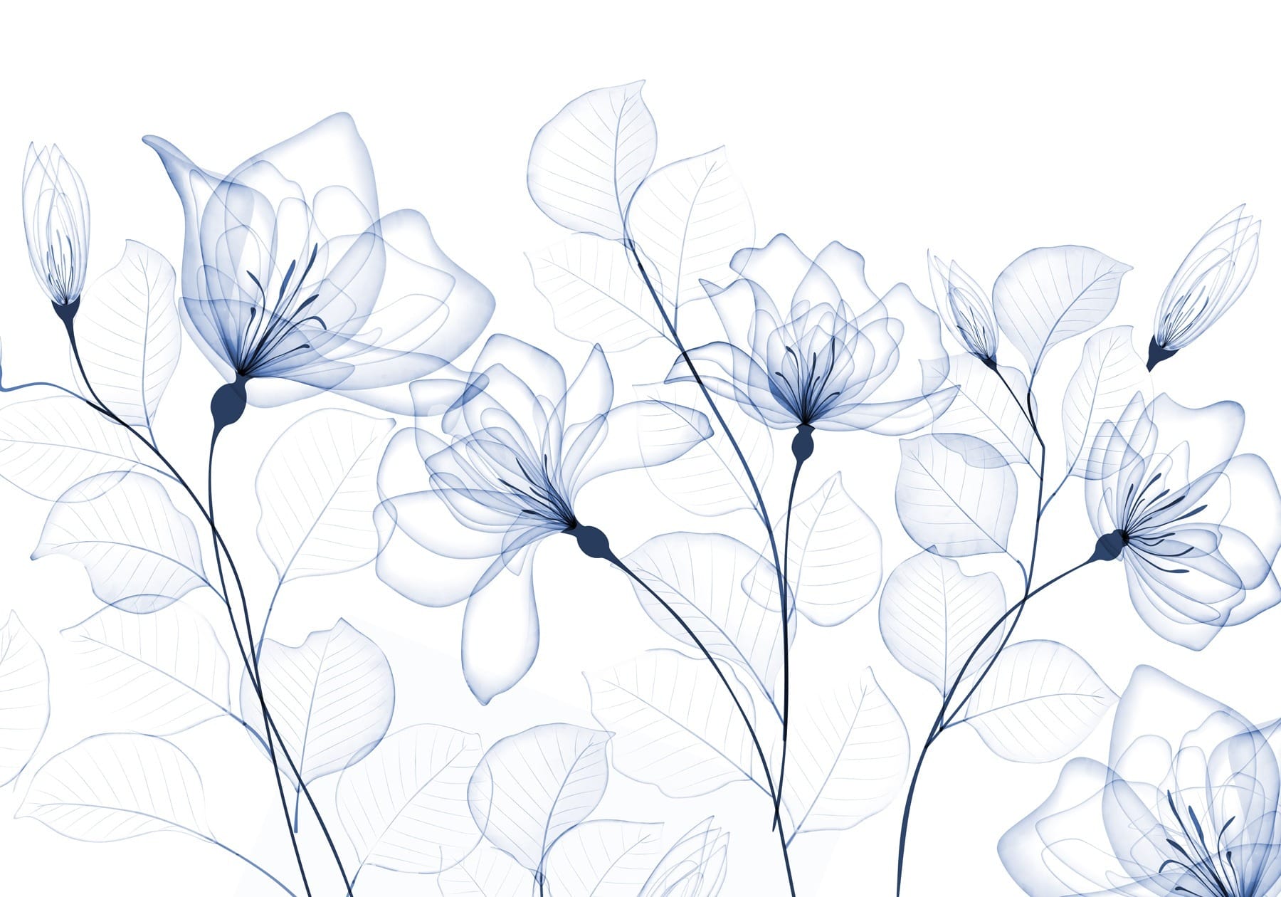 Transparante bloemen en bladeren w08776p - Transparante bloemen en bladeren