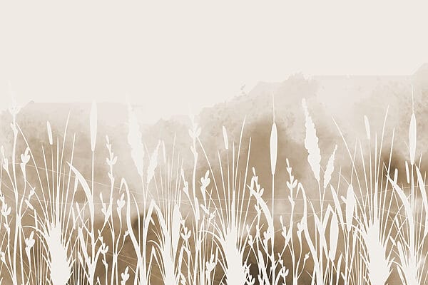 Wit silhouet van gras Wit silhouet van gras