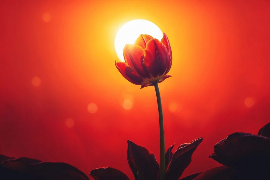 Rode tulp met de zon erachter