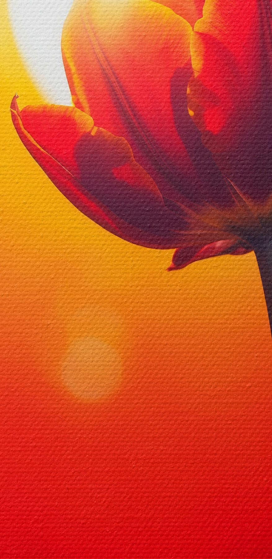 Rode tulp met de zon erachter