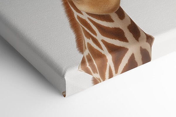 Twee giraffen kijken naar de camera Twee giraffen kijken naar de camera