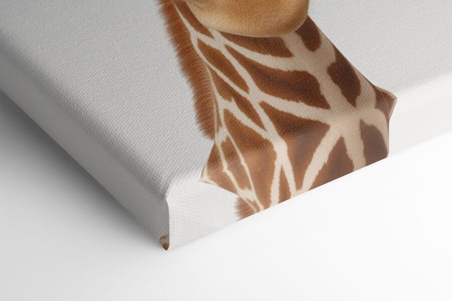 Twee giraffen kijken naar de camera