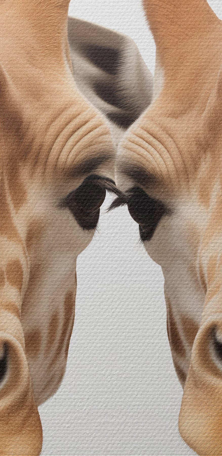 Twee giraffen kijken naar de camera